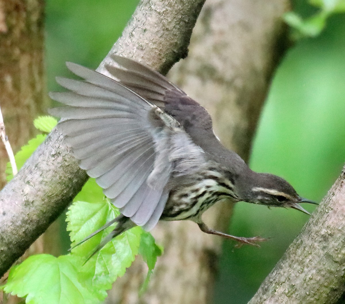 Northern Waterthrush - Mariam Ohanjanyan