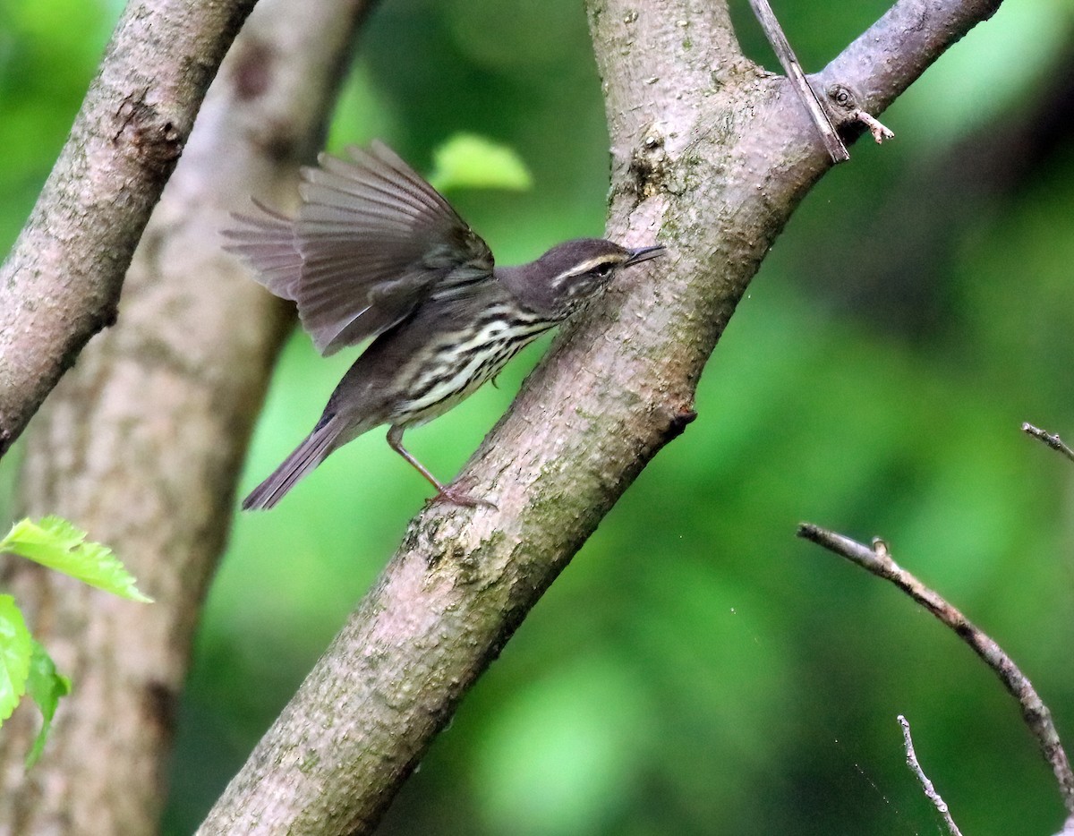 Northern Waterthrush - Mariam Ohanjanyan