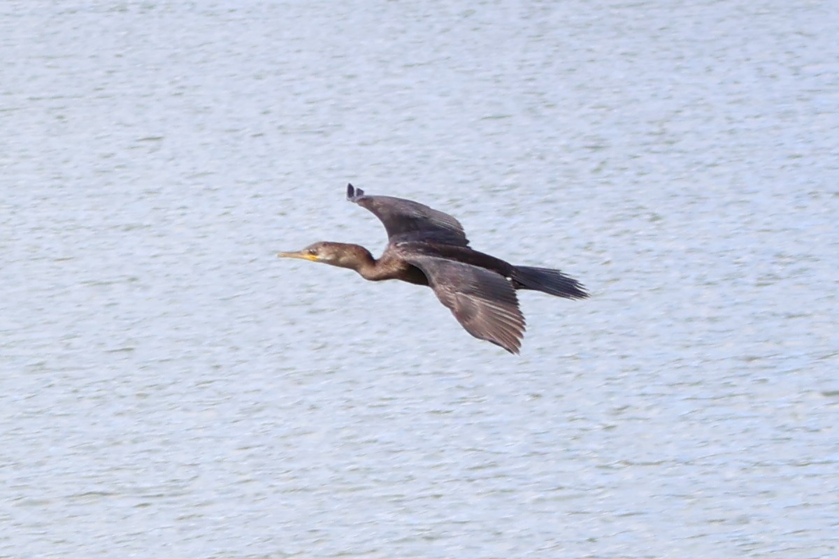 Double-crested/Neotropic Cormorant - Unique V