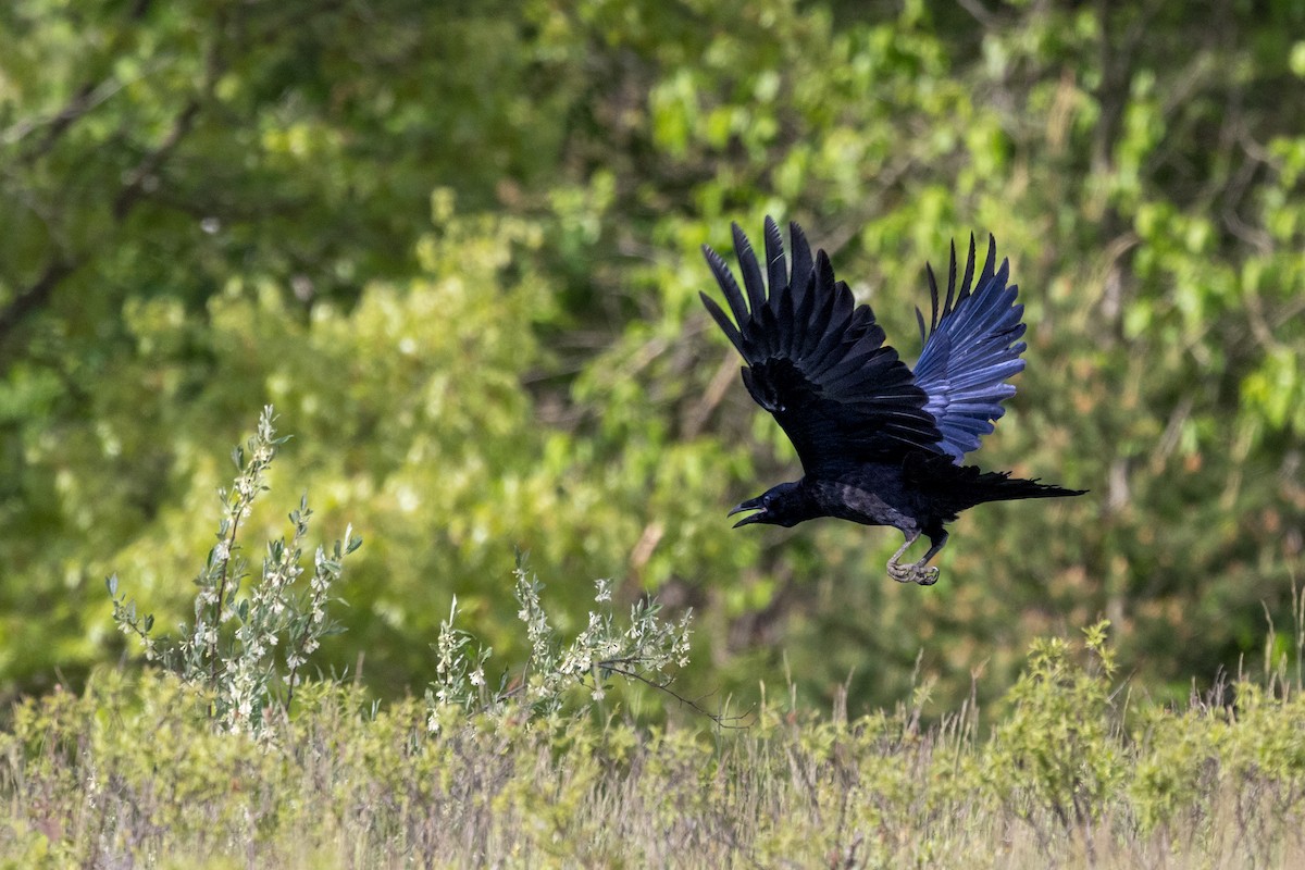 Common Raven - Sherman Garnett