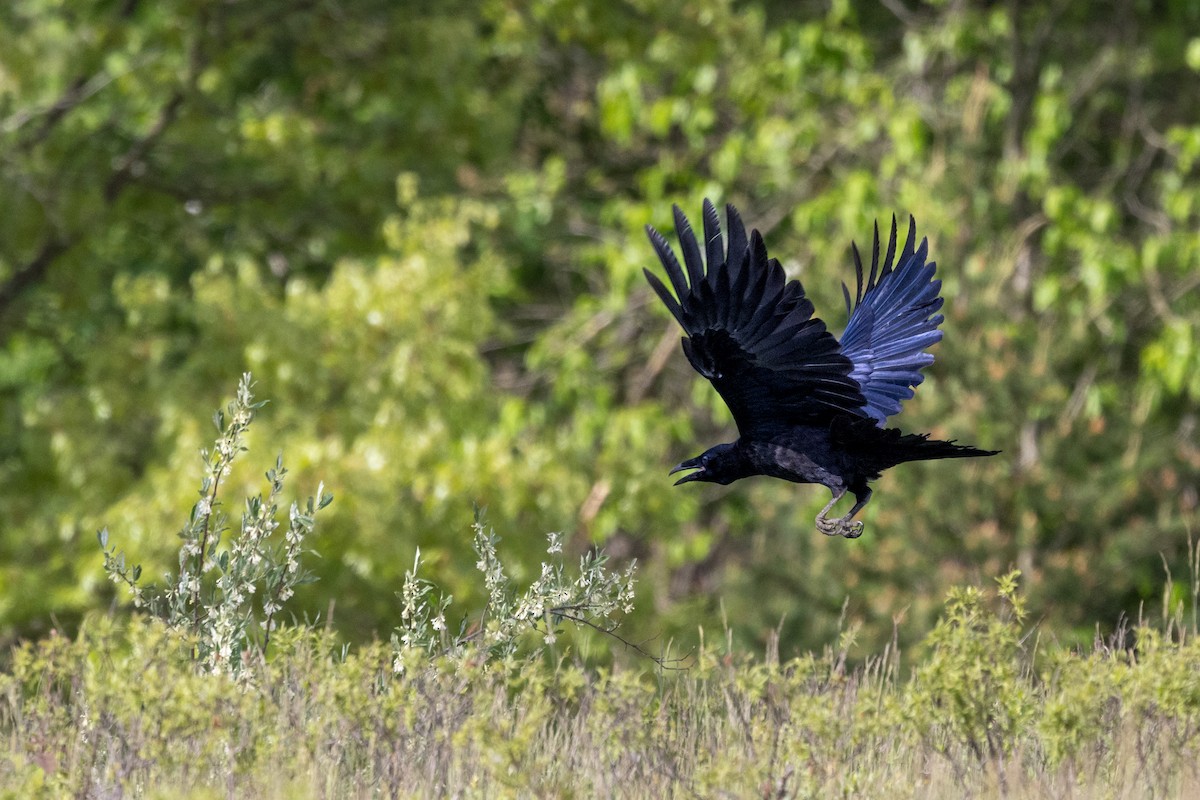 Common Raven - ML619507089