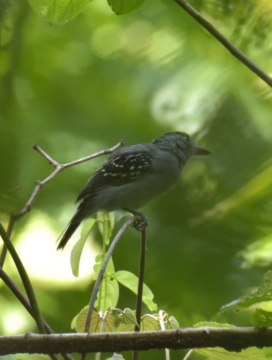 Black-crowned Antshrike - Sebastián Vizcarra