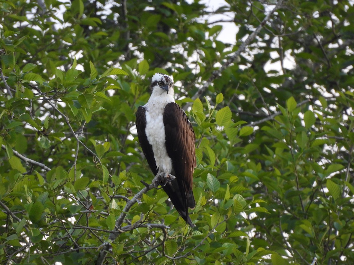 Osprey - Chetan Deshpande