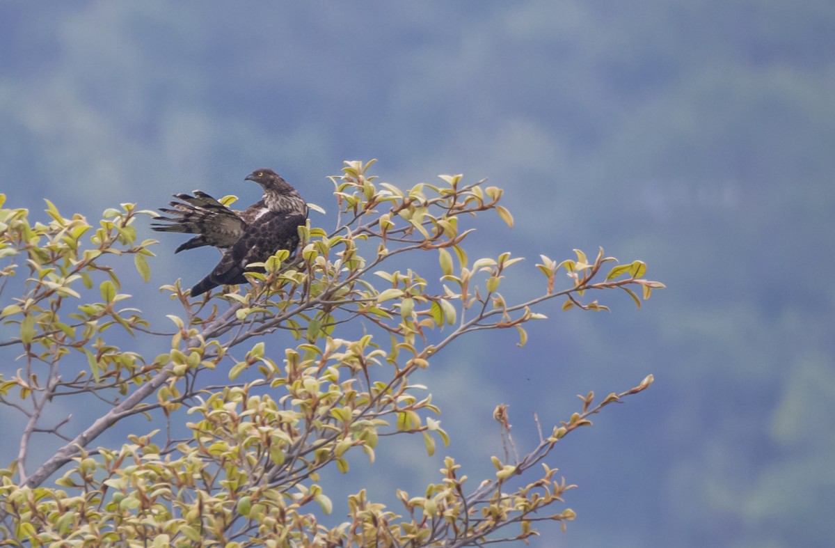 Oriental Honey-buzzard - Fareed Mohmed