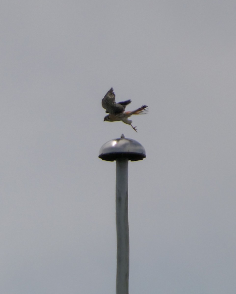 American Kestrel - Kathy L. Mock