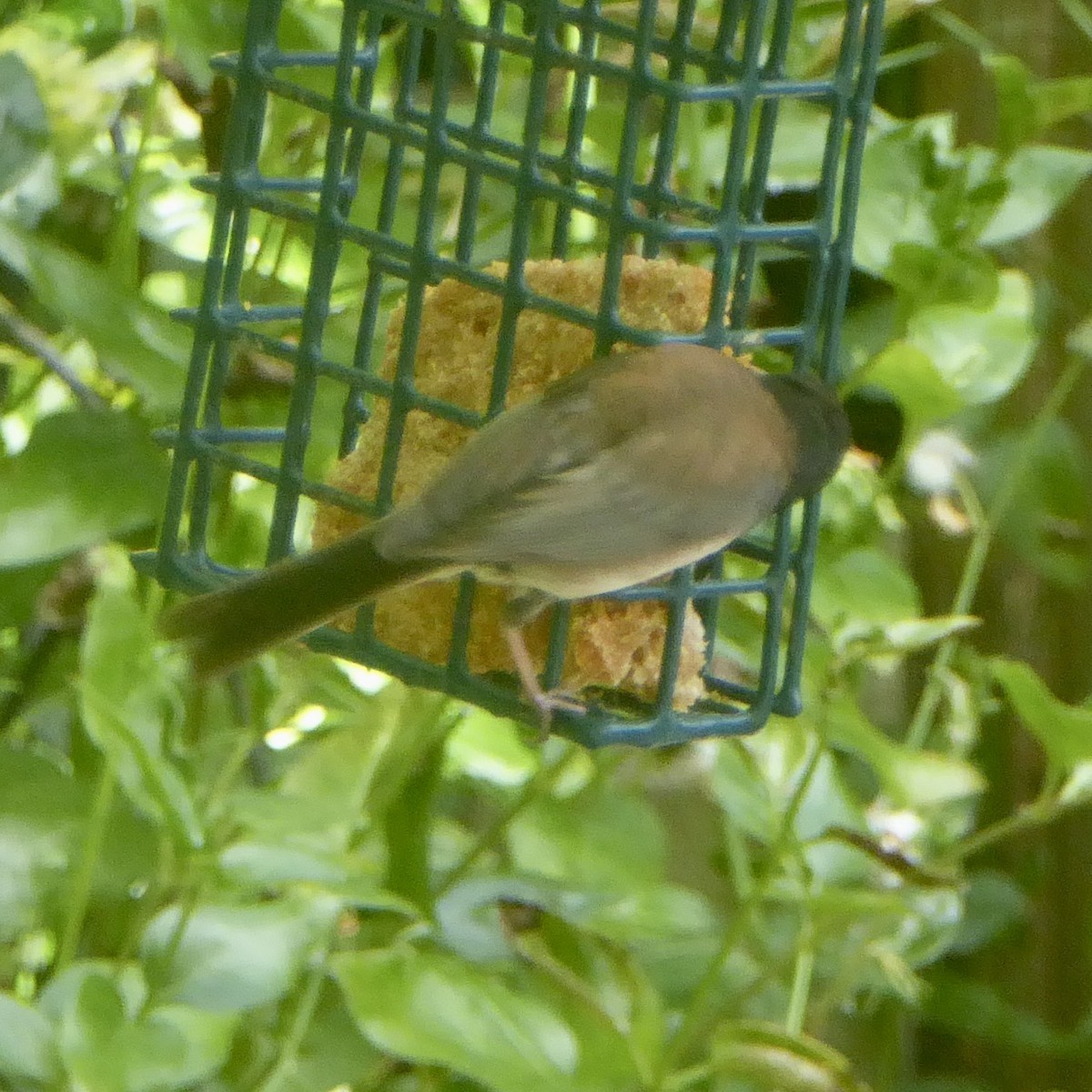 Dark-eyed Junco (Oregon) - Anonymous