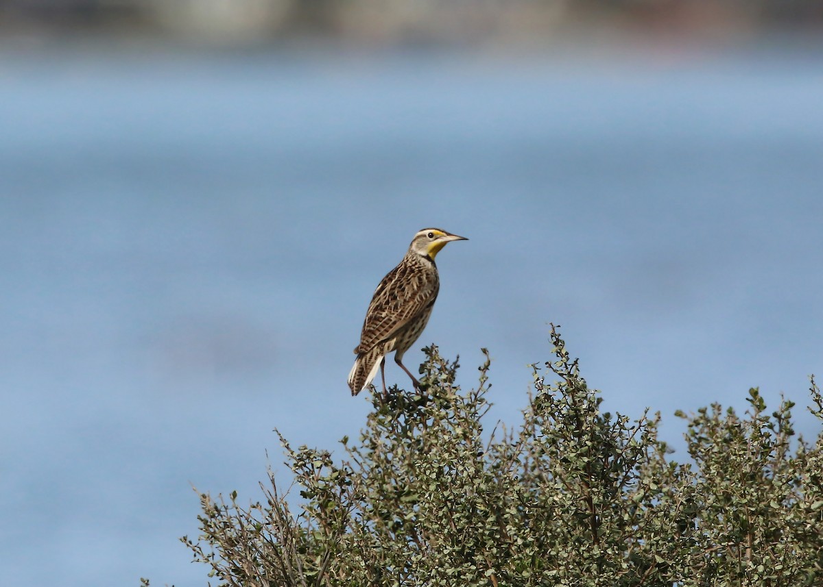 Western Meadowlark - William Clark