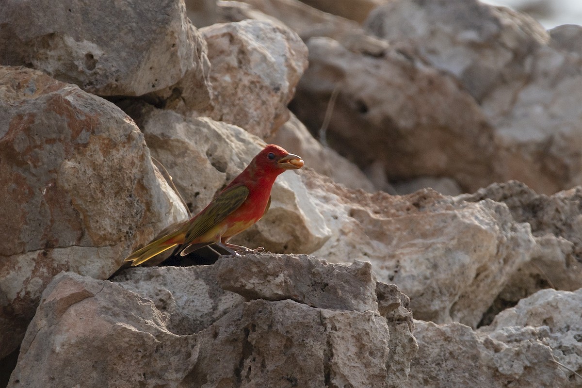 Summer Tanager - Tania Campos