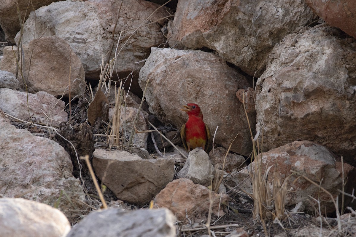 Summer Tanager - Tania Campos