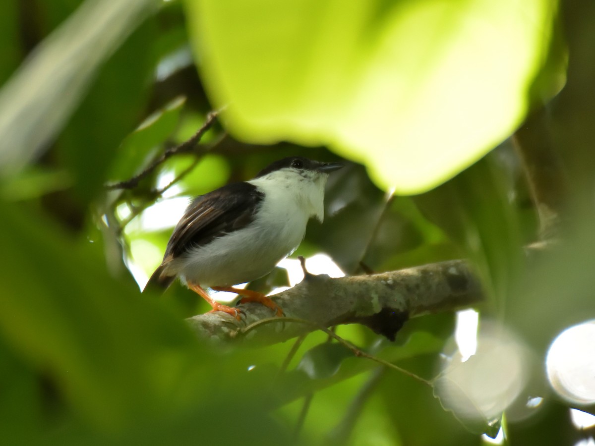 White-bearded Manakin - Sebastián Vizcarra