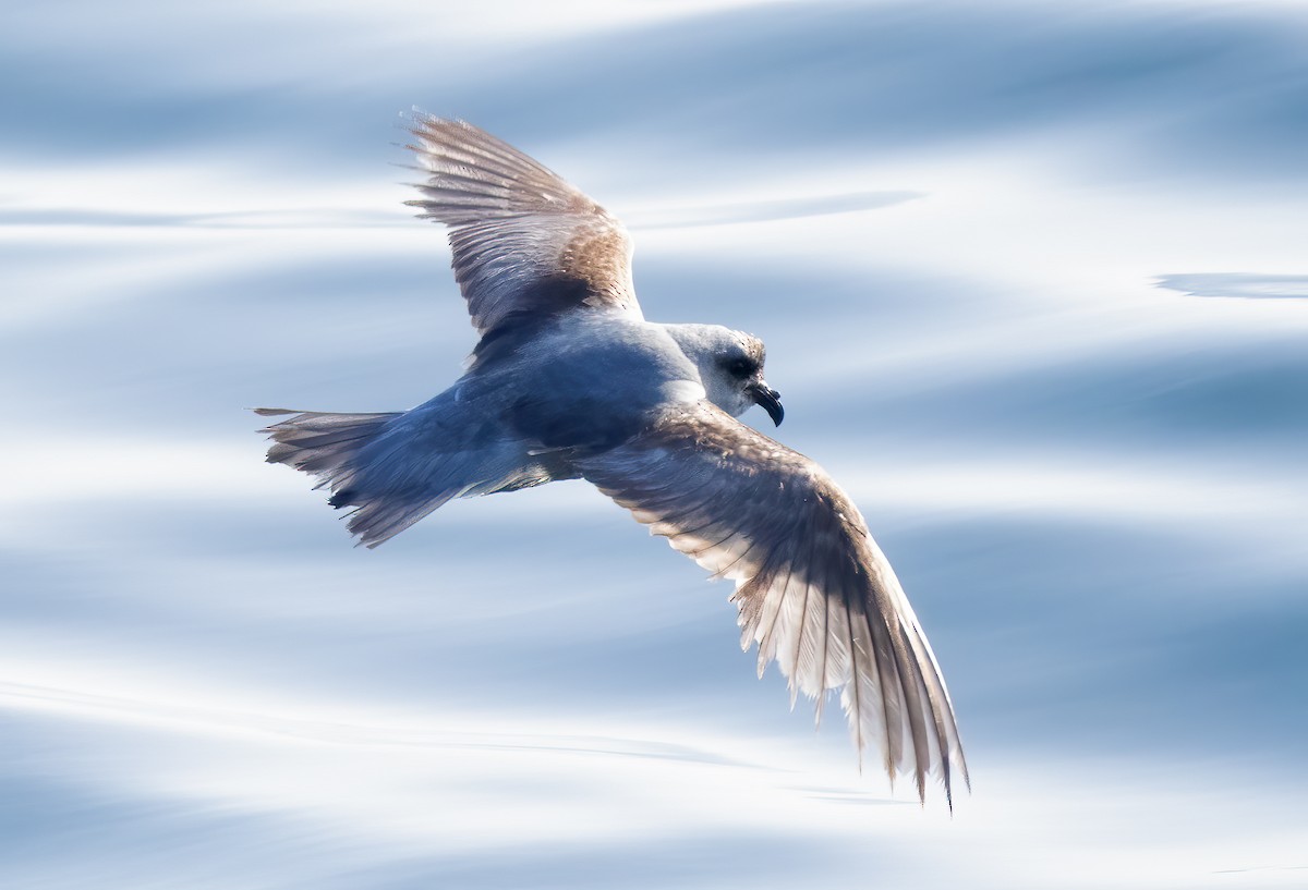 Fork-tailed Storm-Petrel - Mark Chappell