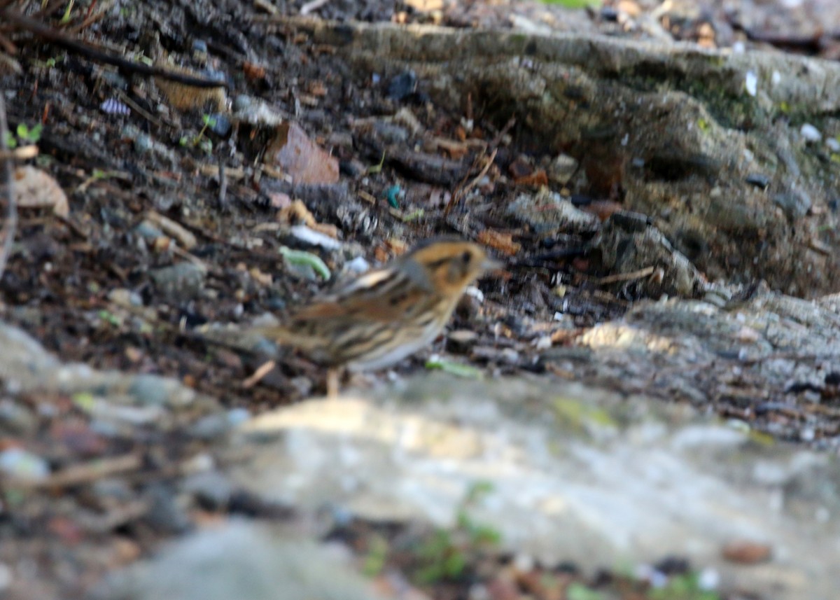 Nelson's Sparrow - William Clark