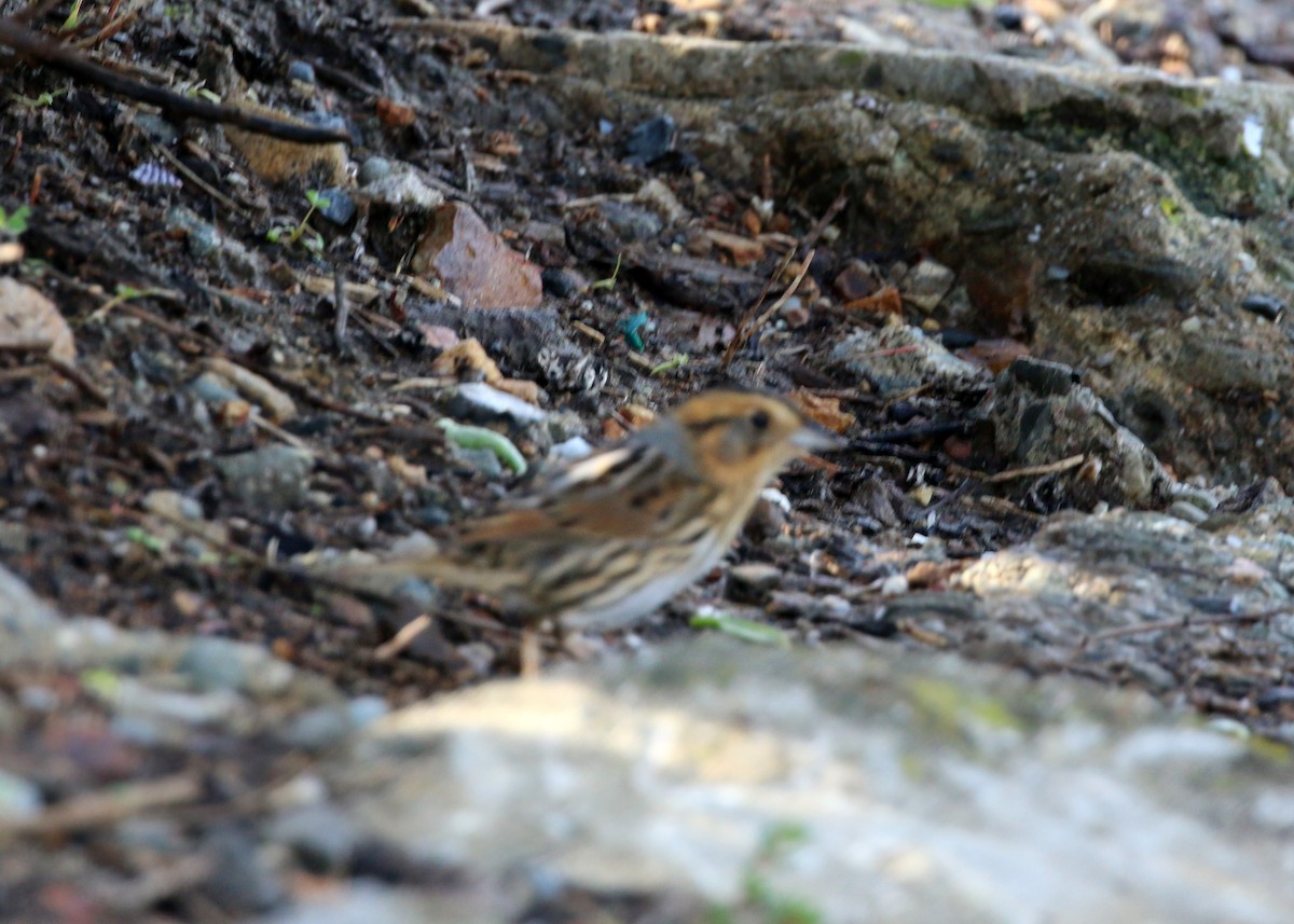 Nelson's Sparrow - William Clark