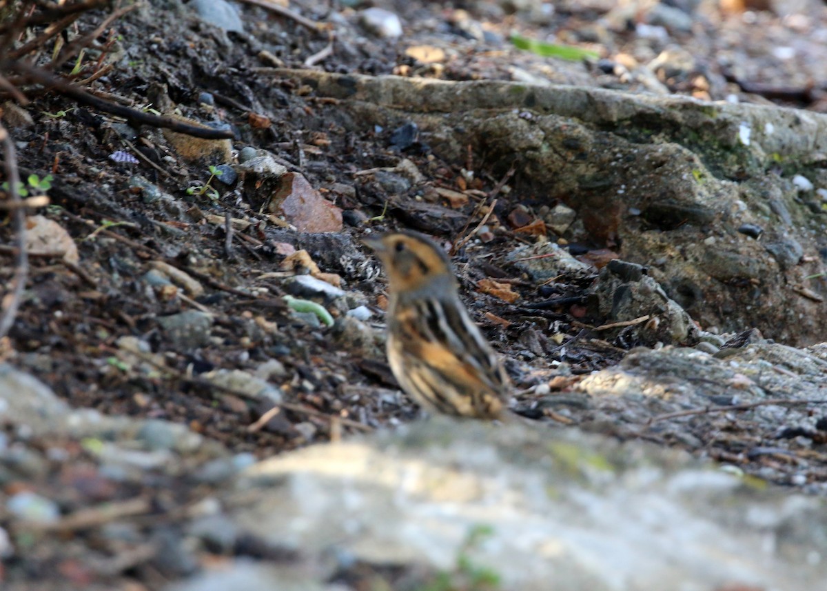 Nelson's Sparrow - William Clark