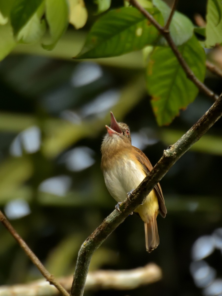 Bright-rumped Attila - Sebastián Vizcarra