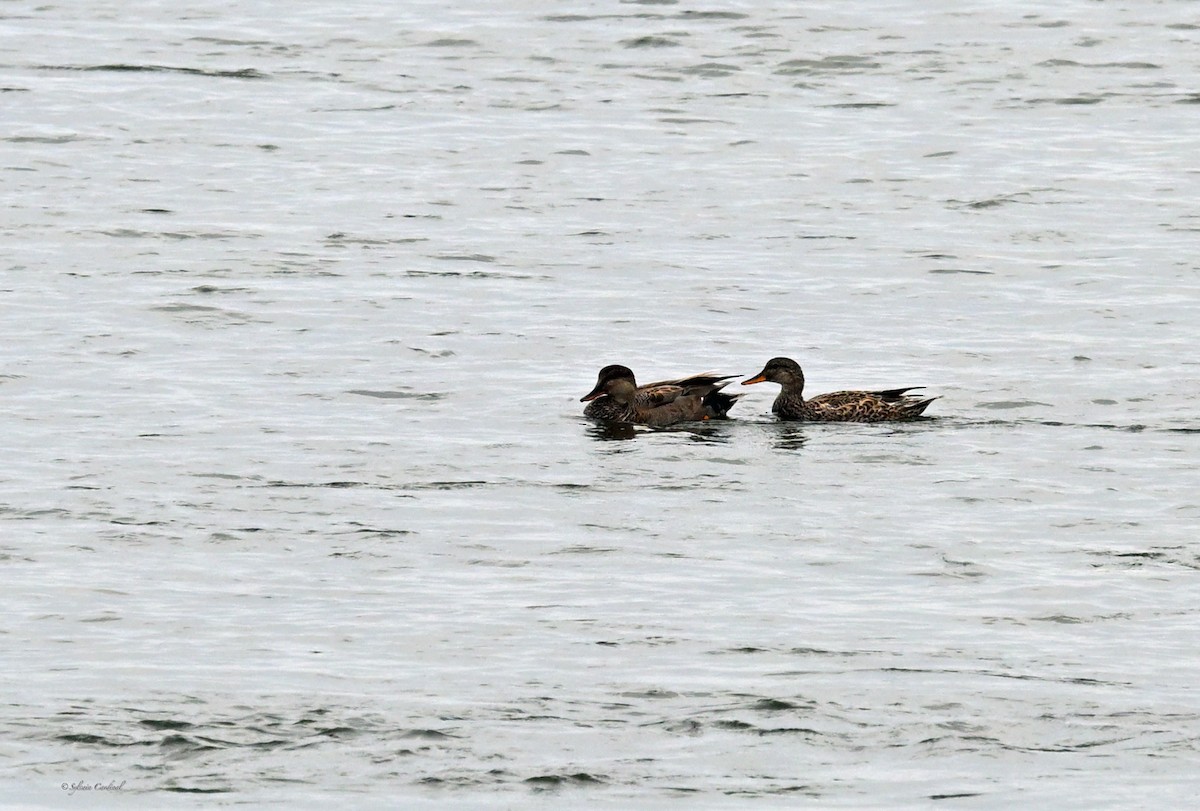 Gadwall - Sylvain Cardinal