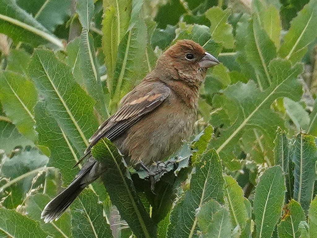 Blue Grosbeak - Tom Haglund