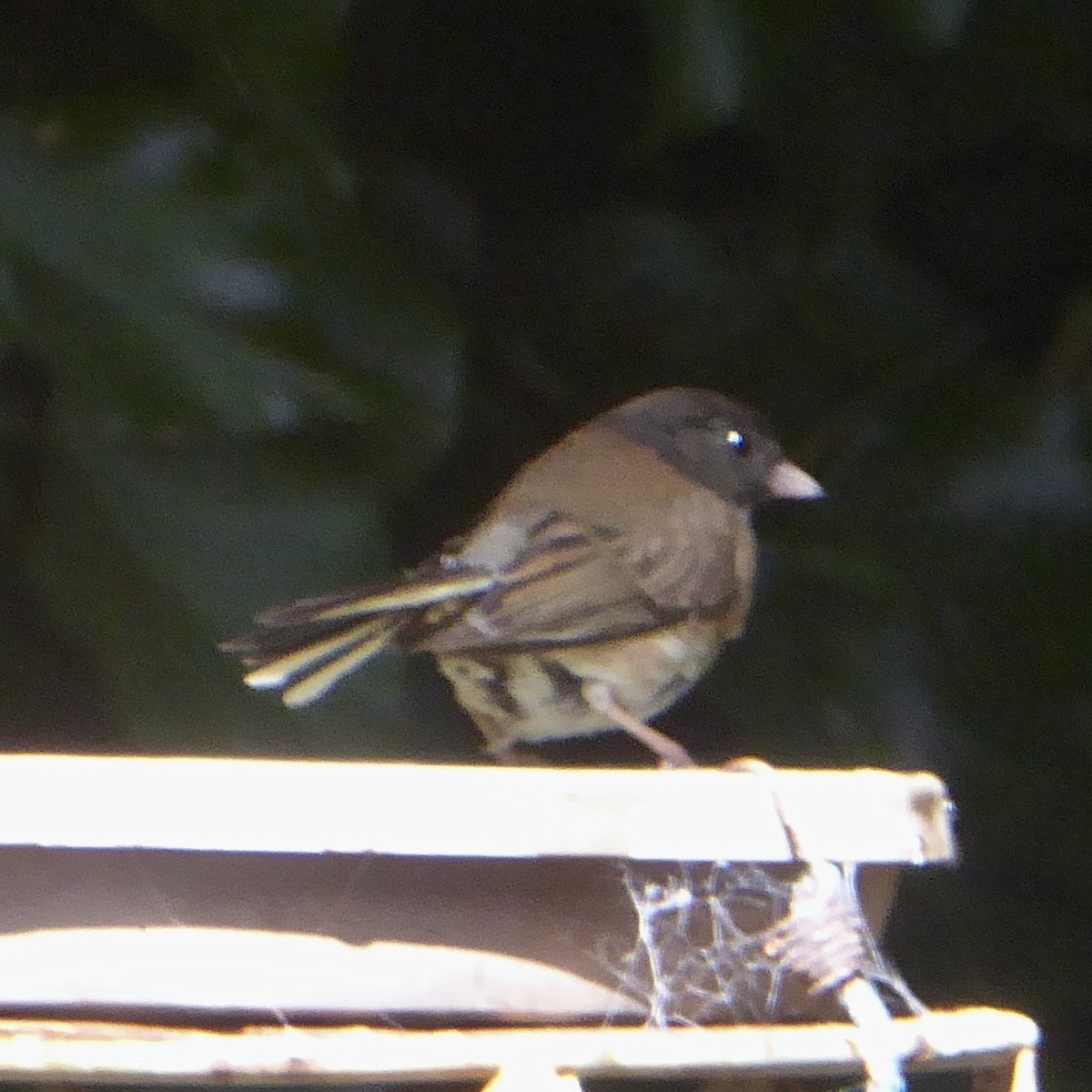 Dark-eyed Junco (Oregon) - Anonymous