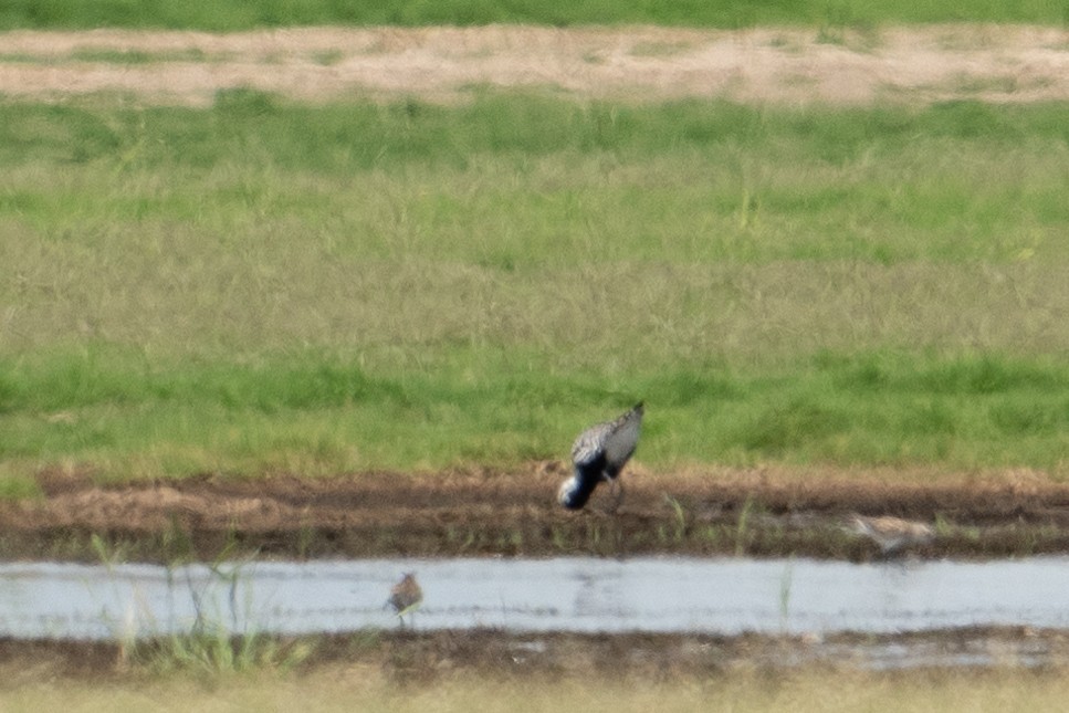 Black-bellied Plover - ML619507138