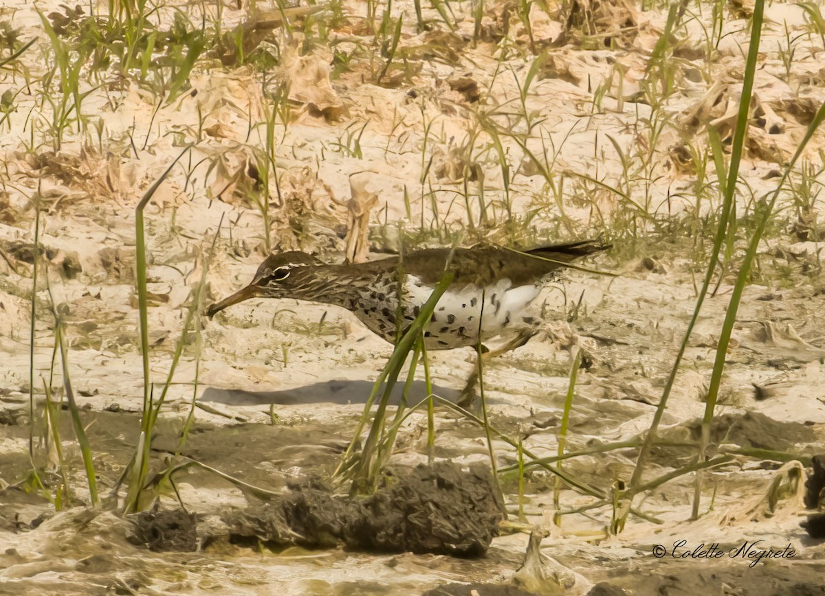 Spotted Sandpiper - Colette Vranicar