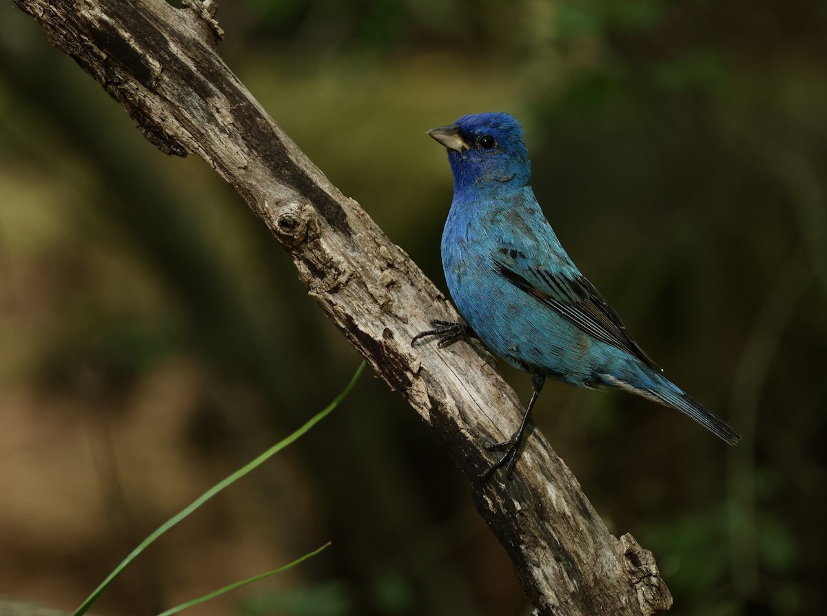 Indigo Bunting - Grace Simms  🐦‍⬛