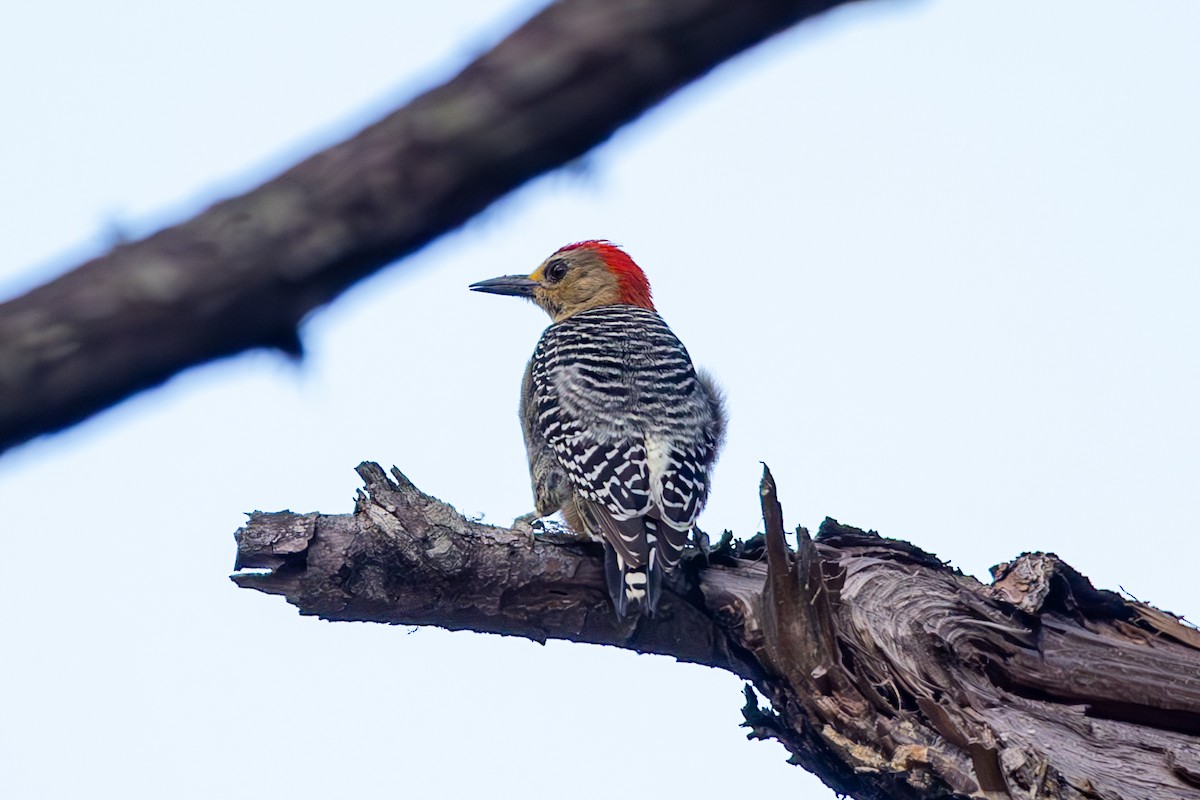 Red-crowned Woodpecker - Mason Flint