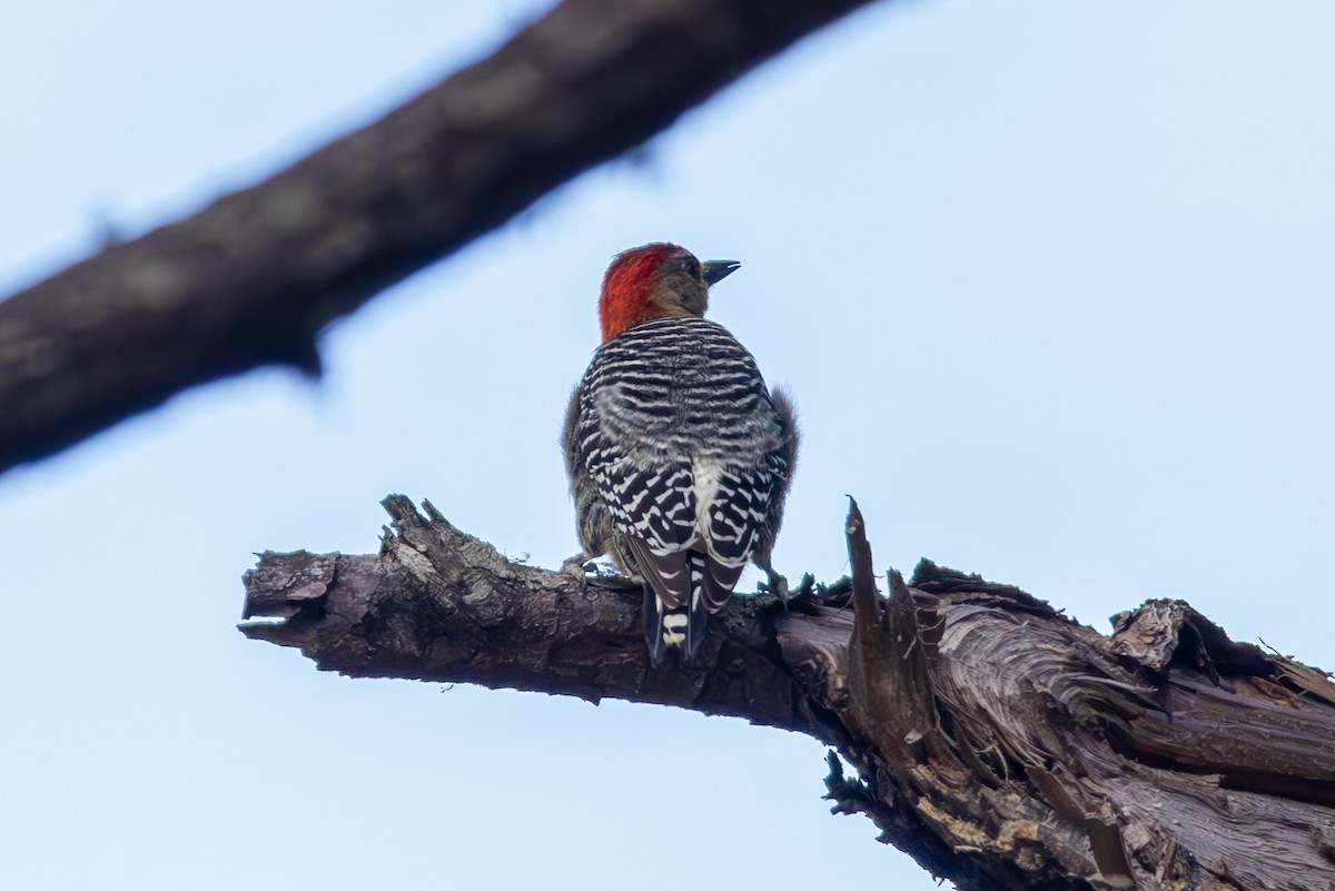 Red-crowned Woodpecker - Mason Flint