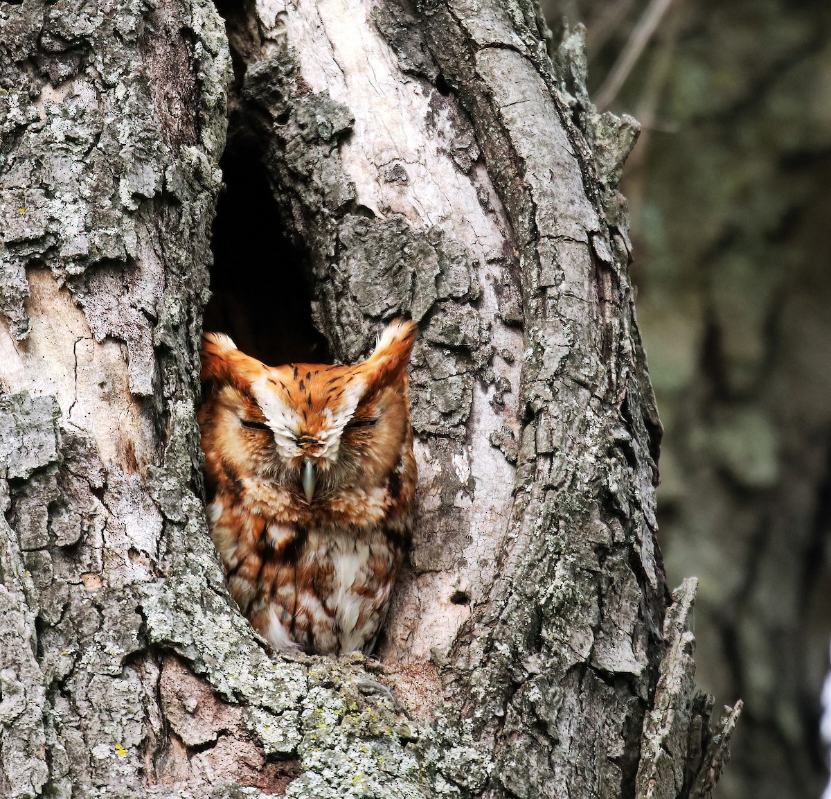 Eastern Screech-Owl - Mariam Ohanjanyan