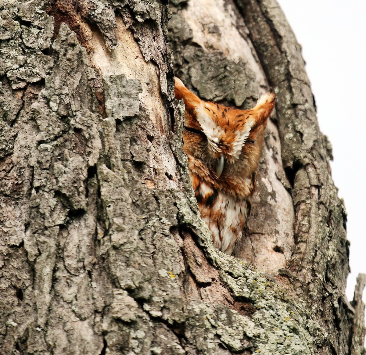 Eastern Screech-Owl - Mariam Ohanjanyan