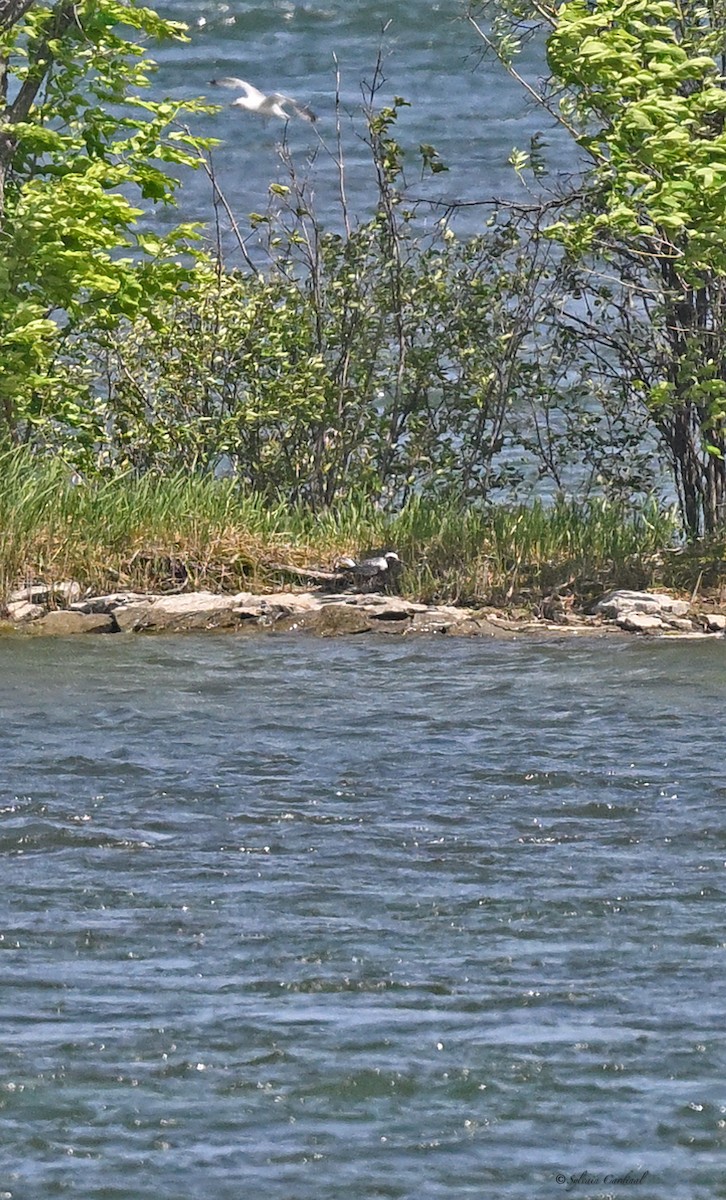 Black-bellied Plover - Sylvain Cardinal