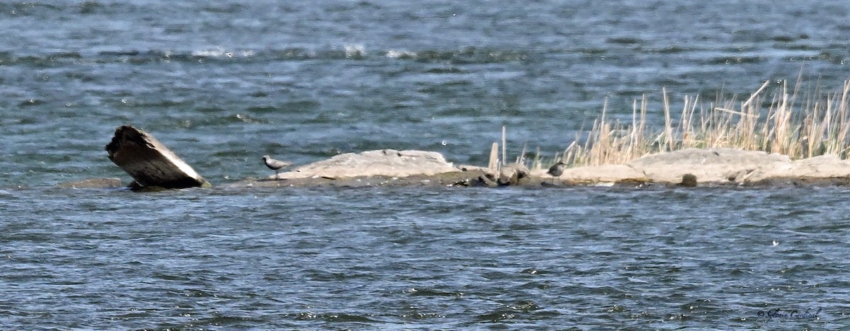 Black-bellied Plover - Sylvain Cardinal