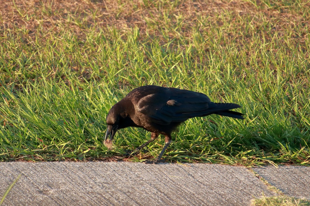 American Crow - Taylor DiTarando