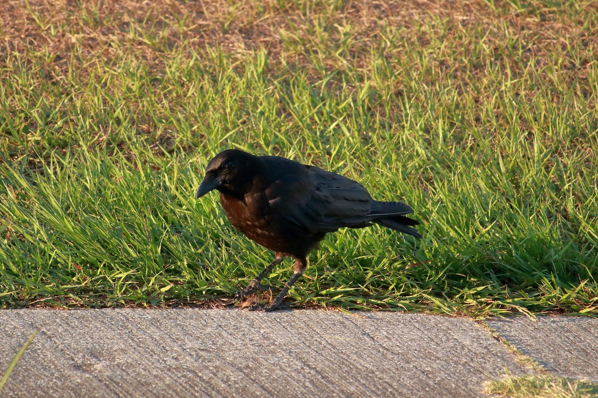 American Crow - Taylor DiTarando