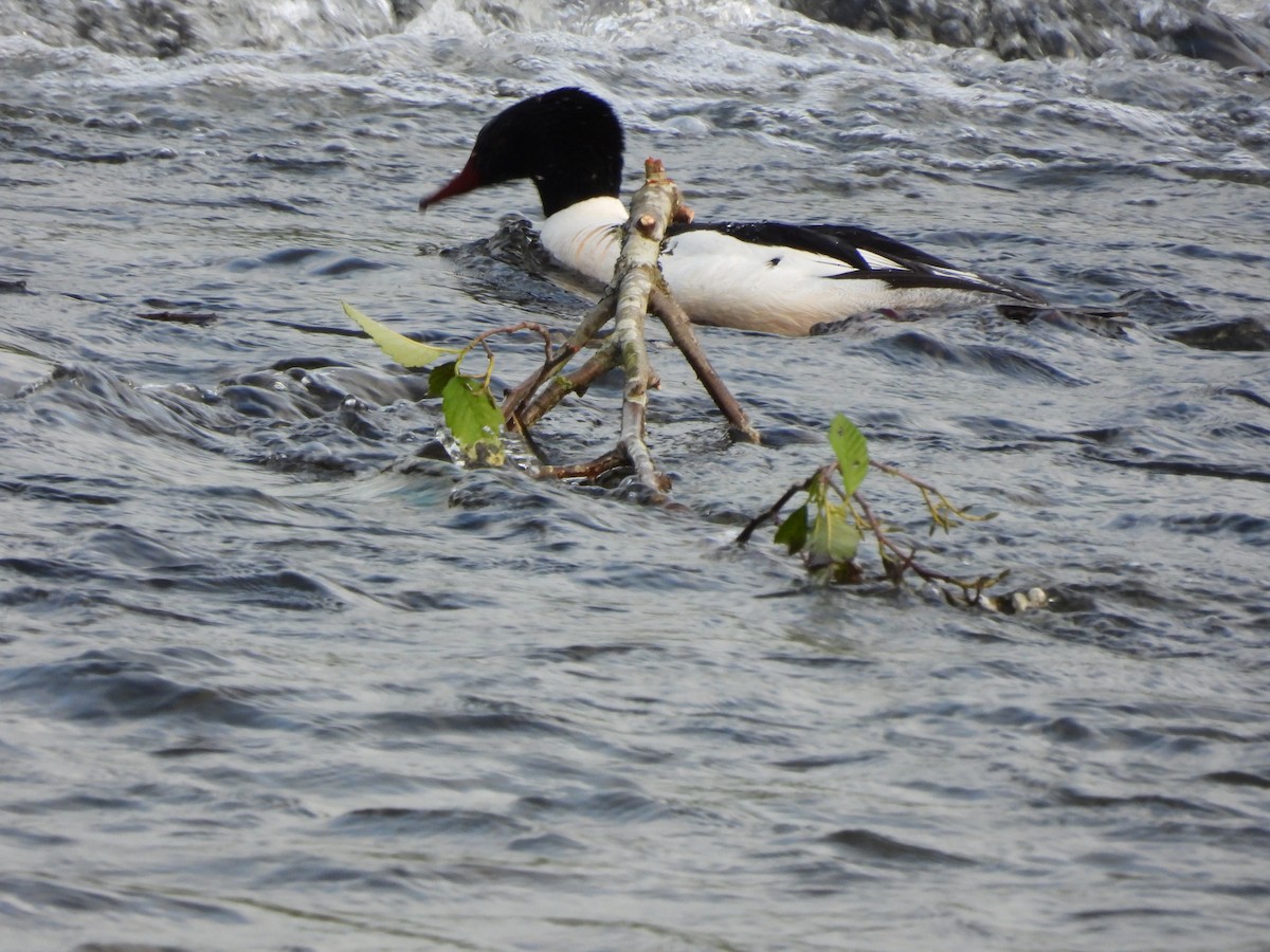 Common Merganser - ML619507166