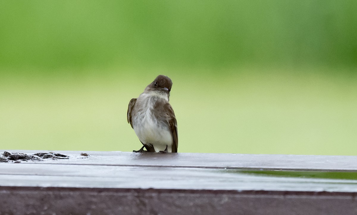 Eastern Phoebe - Linda Sullivan