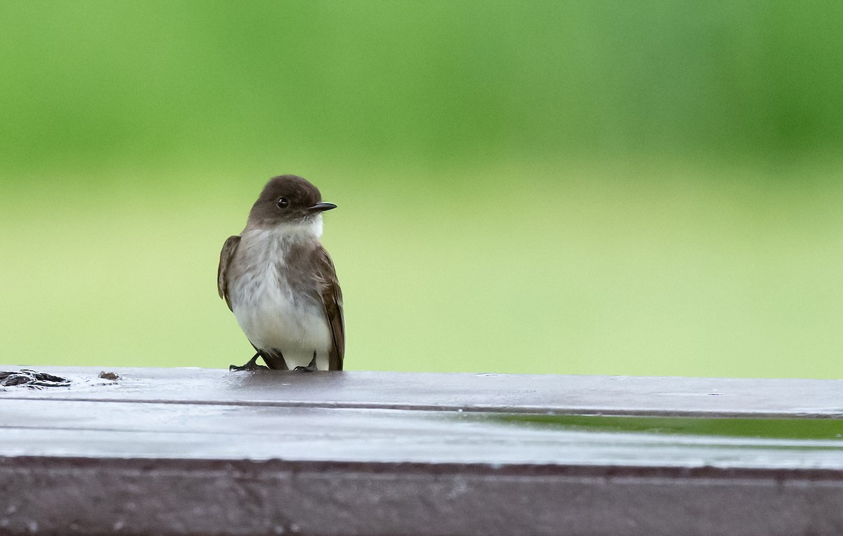 Eastern Phoebe - ML619507168