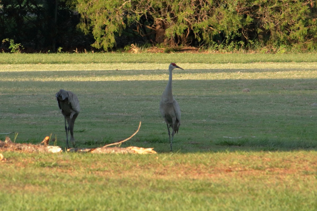 Sandhill Crane - Taylor DiTarando