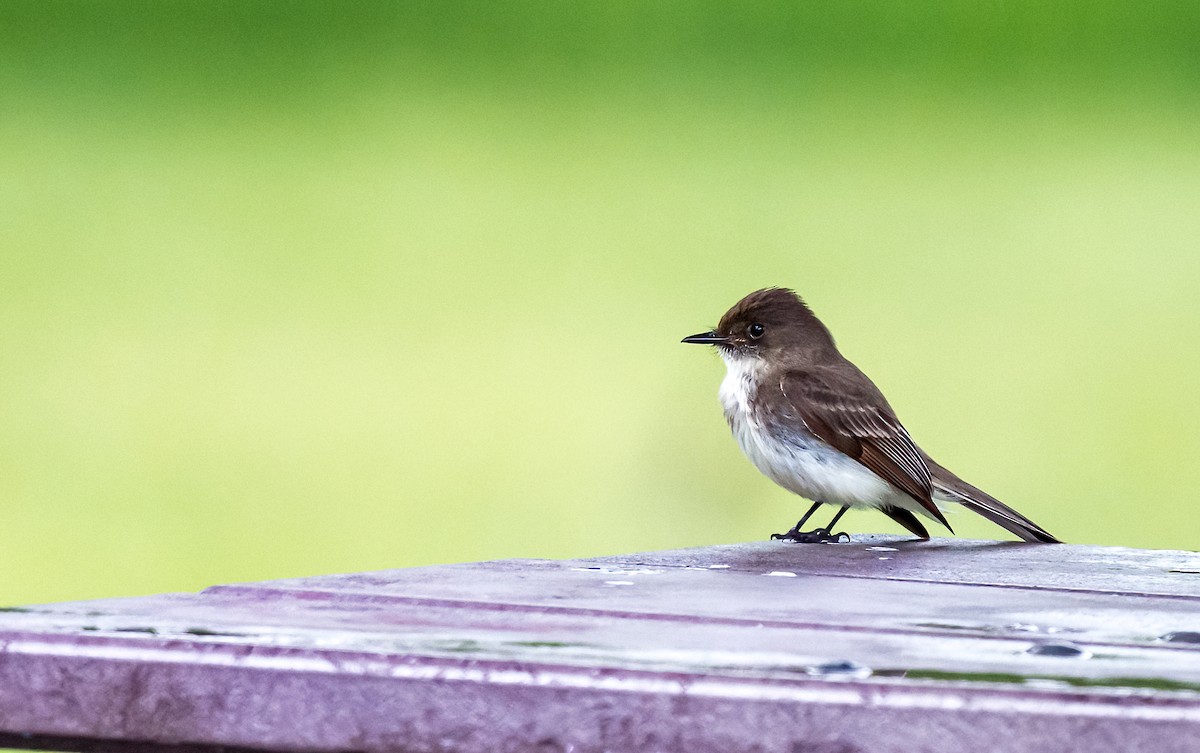 Eastern Phoebe - Linda Sullivan