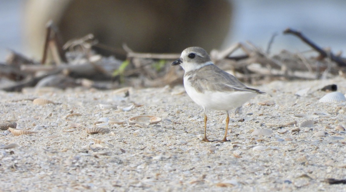 Piping Plover - Charlotte Chehotsky