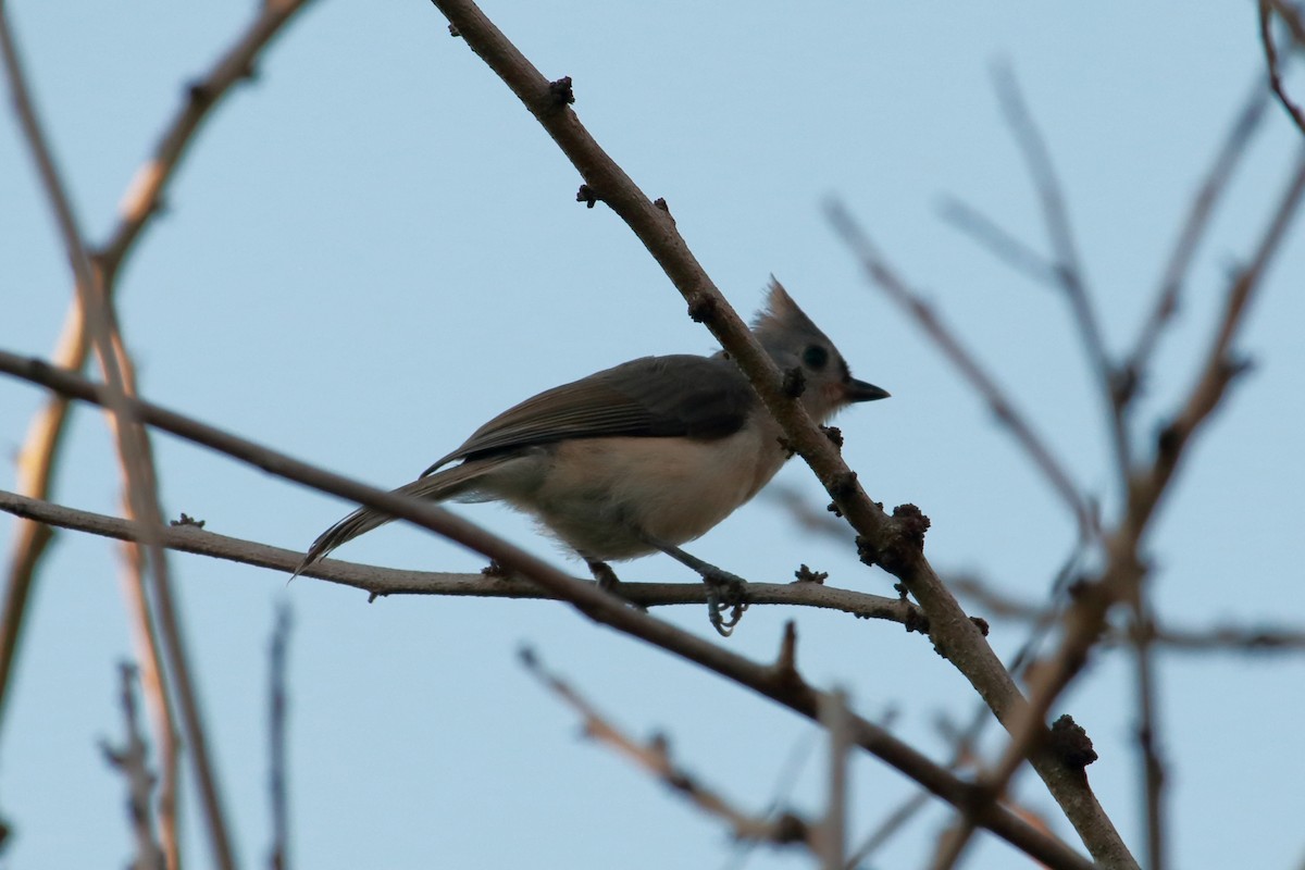 Tufted Titmouse - Taylor DiTarando