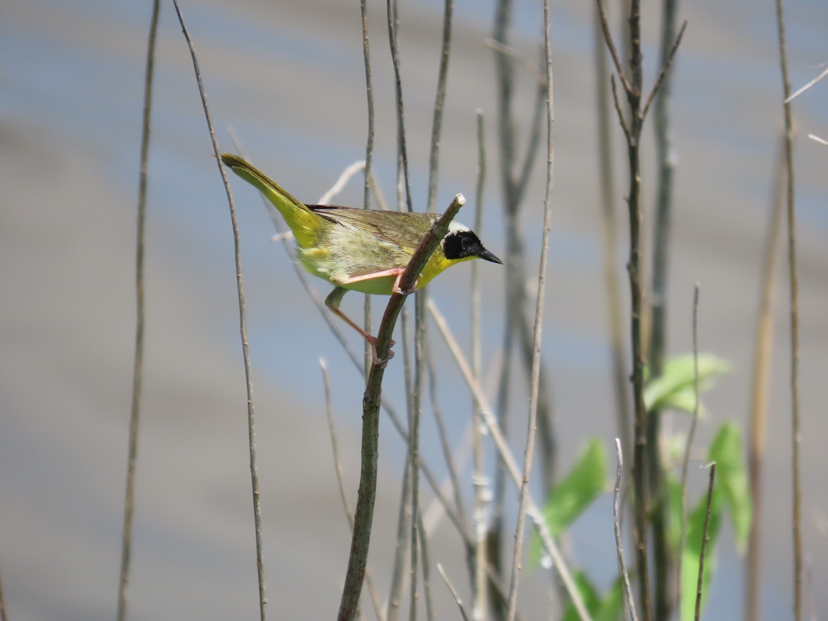 Common Yellowthroat - D Woolverton