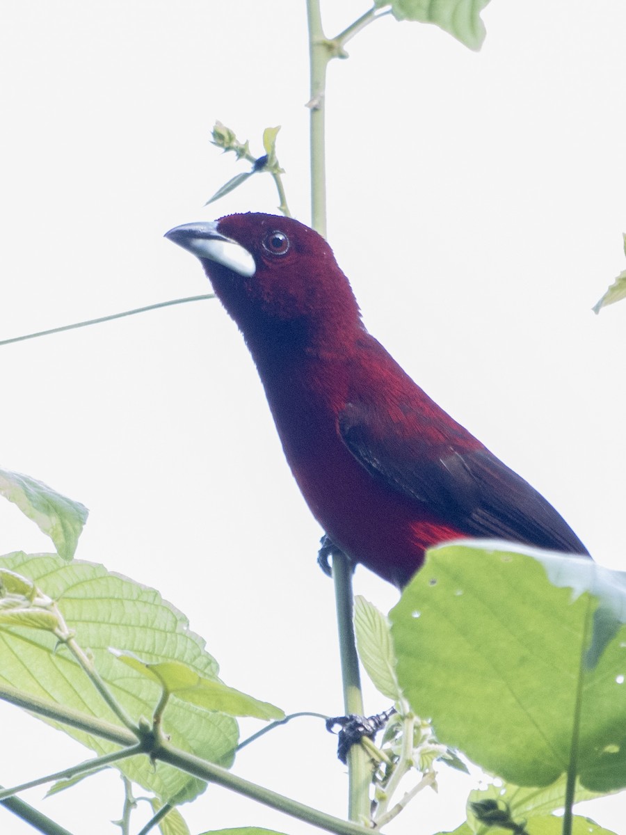 Crimson-backed Tanager - Rene sun