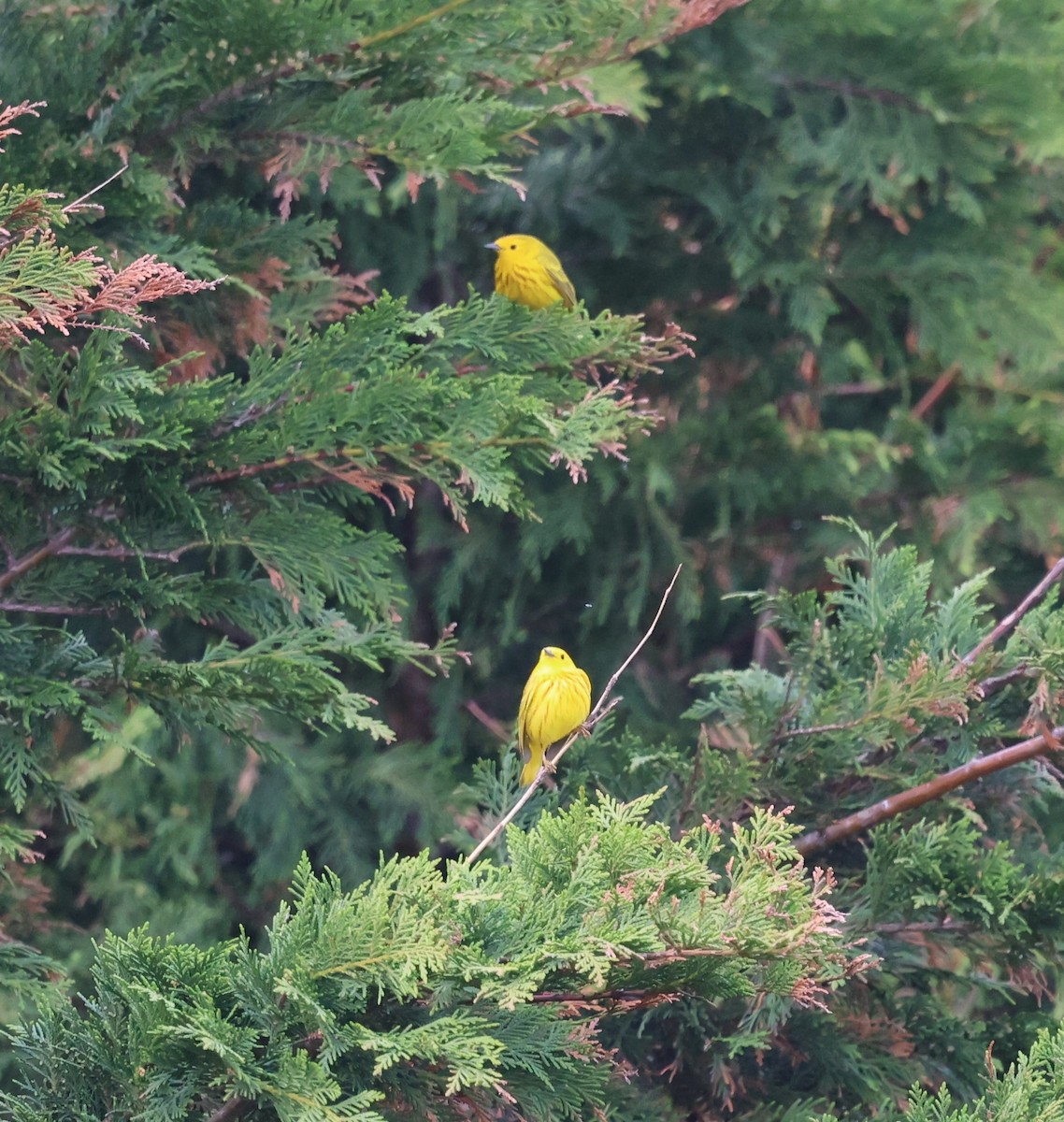 Yellow Warbler - burton balkind