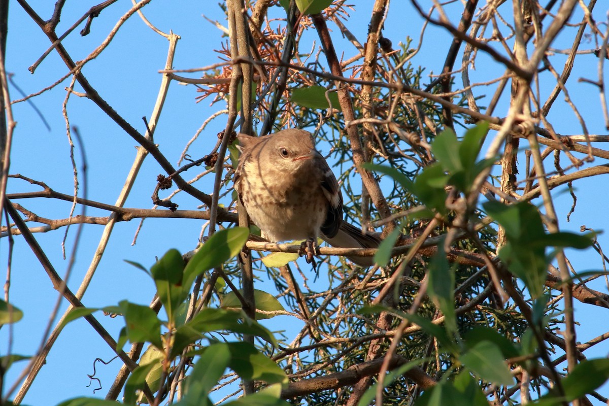 Northern Mockingbird - Taylor DiTarando