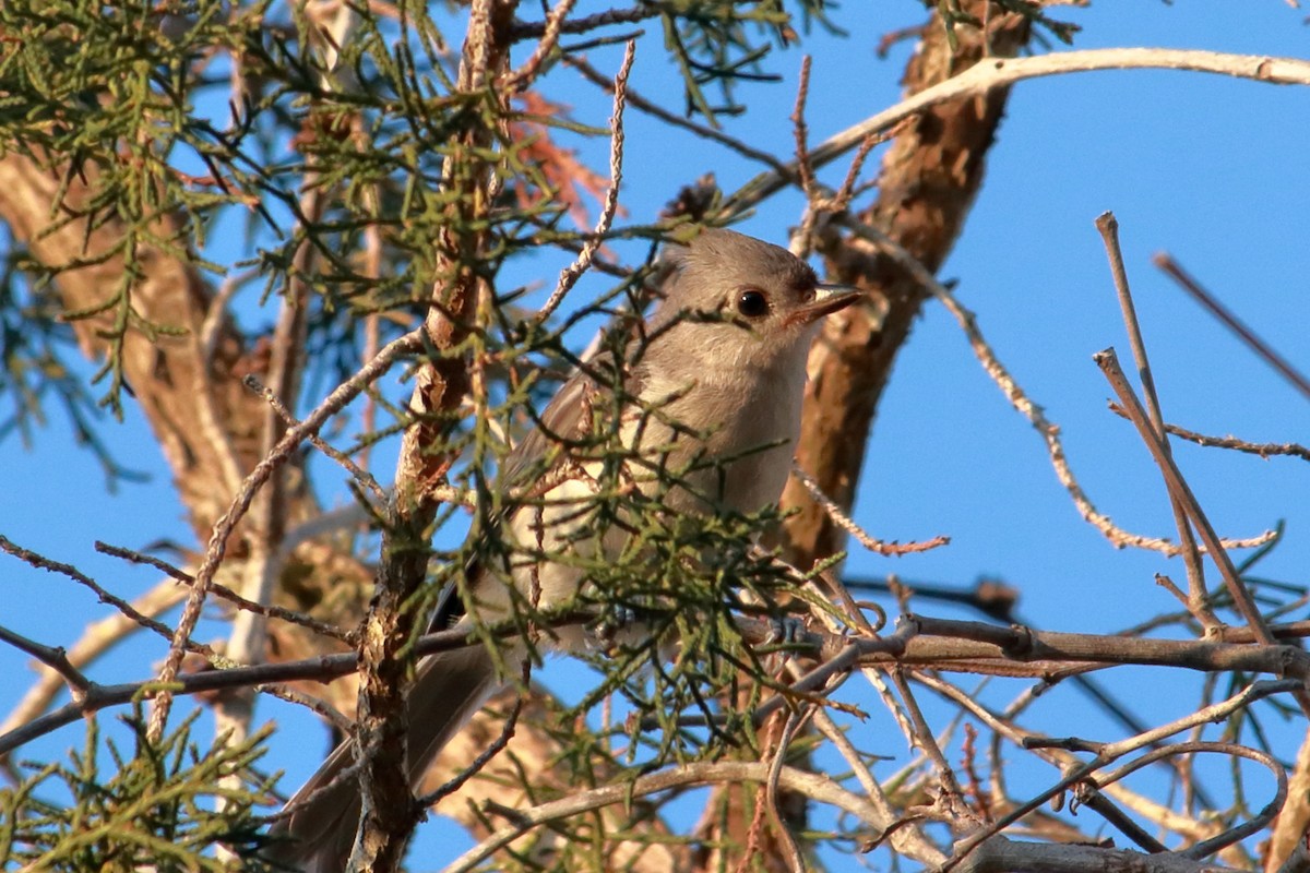 Tufted Titmouse - Taylor DiTarando