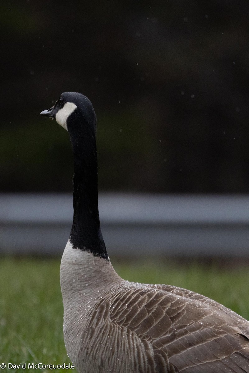 Canada Goose - ML619507189