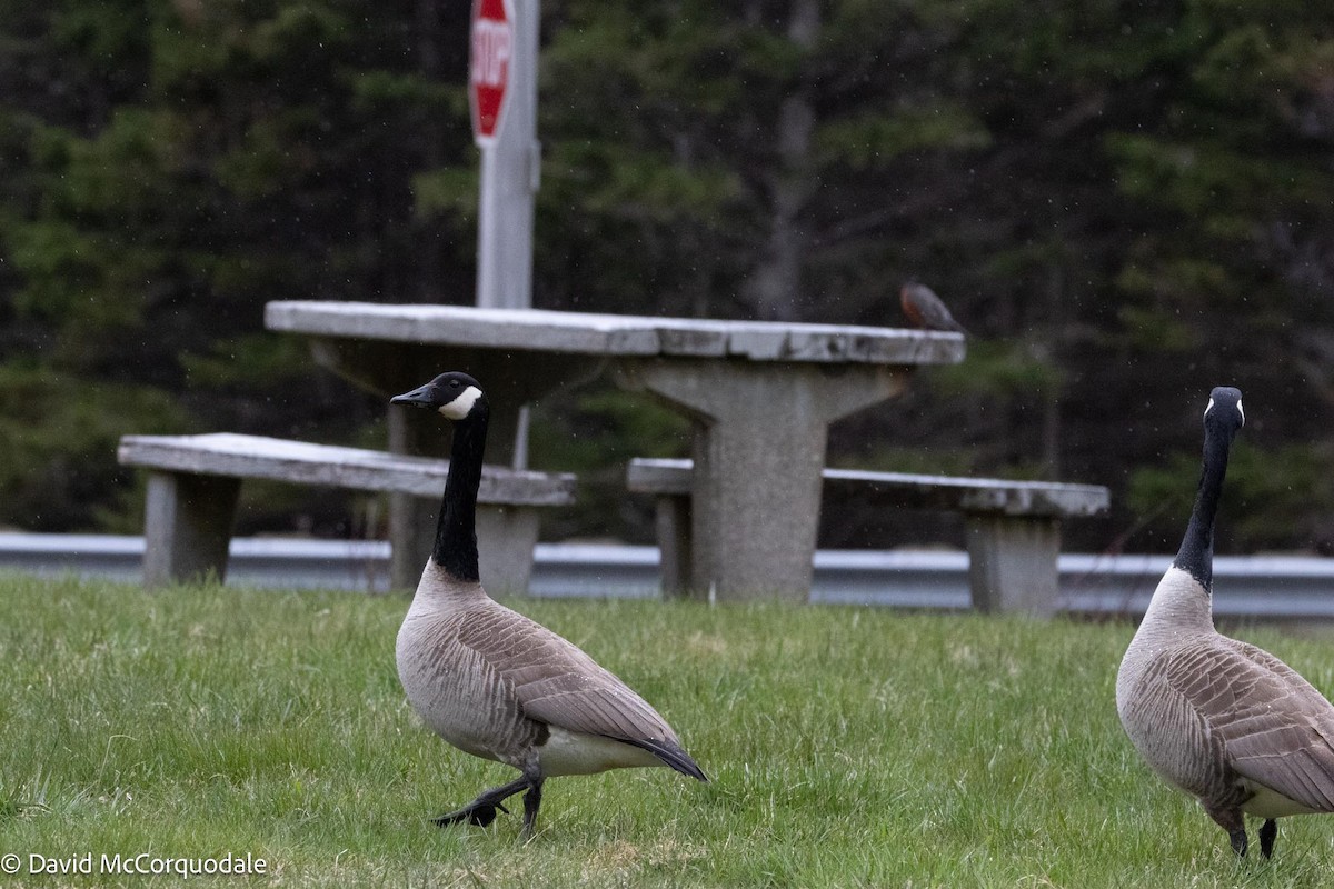 Canada Goose - David McCorquodale