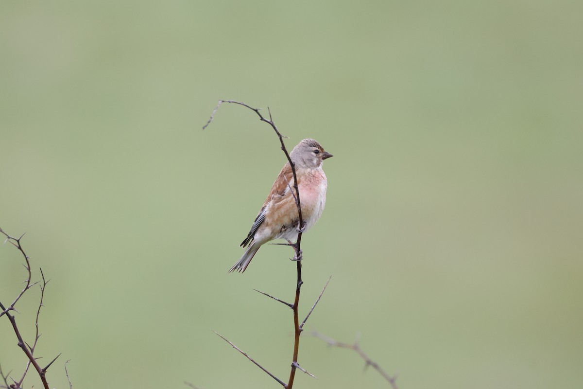 Eurasian Linnet - Gareth Bowes