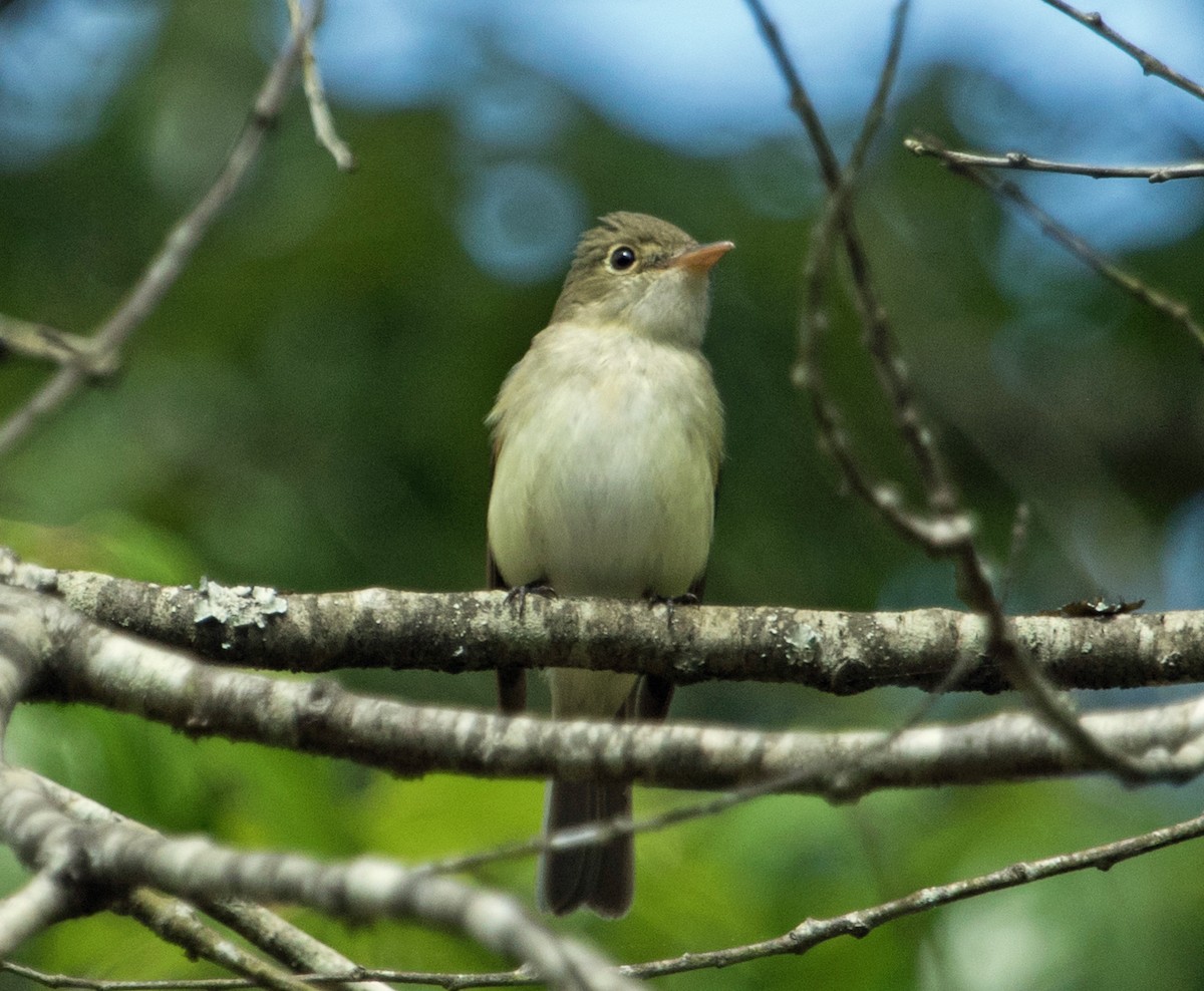 Acadian Flycatcher - ML619507208