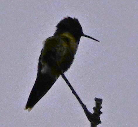 Ruby-throated Hummingbird - DAVID VIERLING